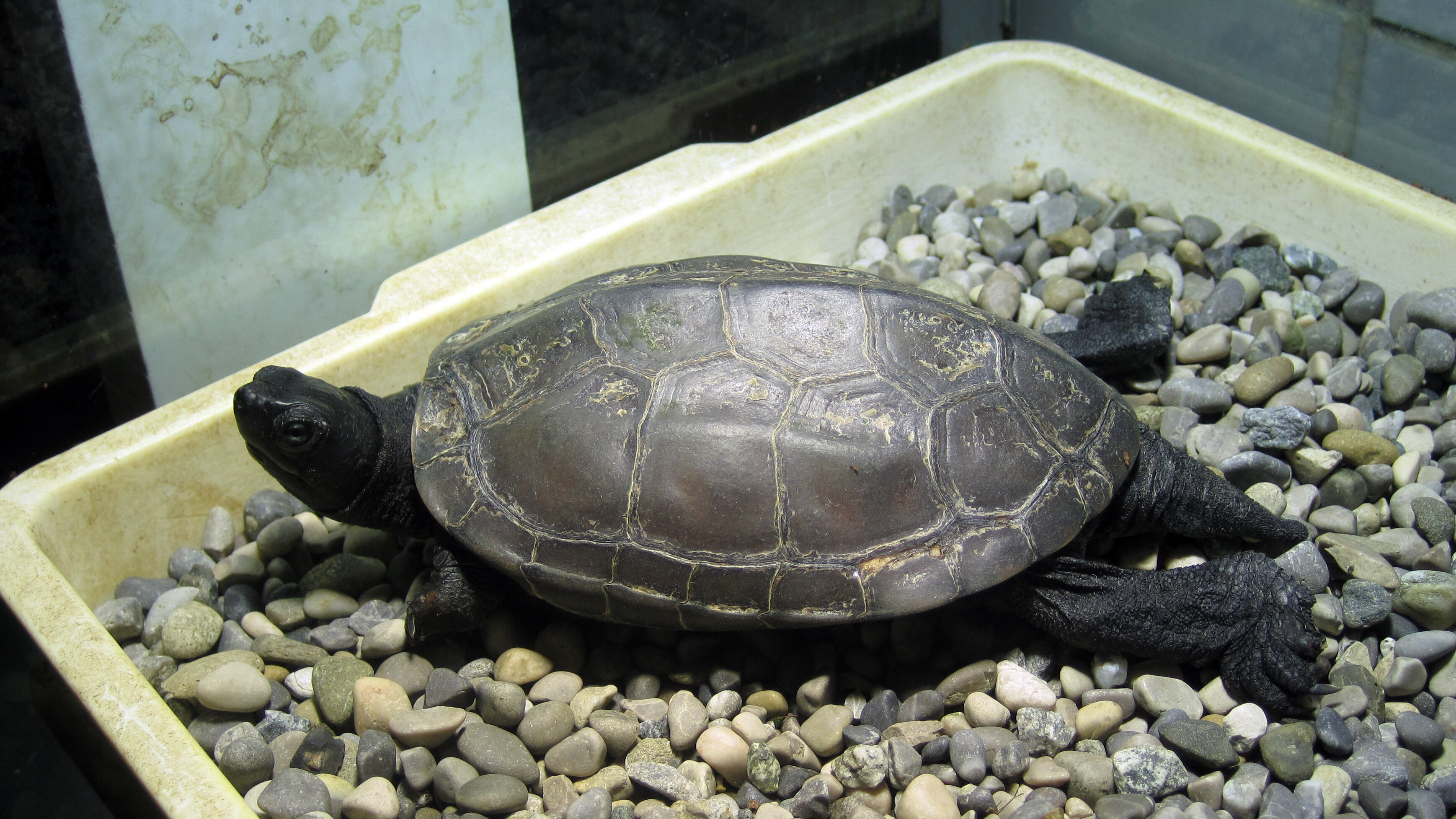 Chinesische Dreikielschildkröten